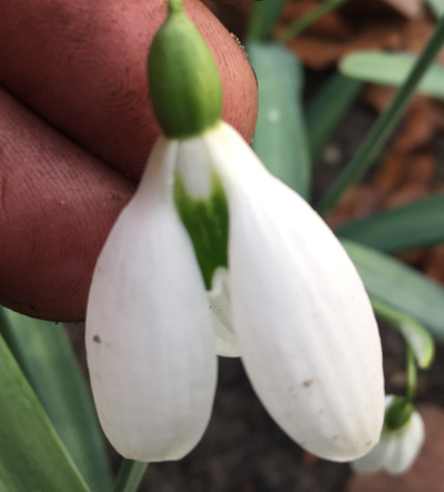 Galanthus 'Edinburgh Ketton'